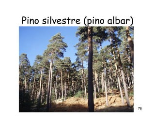 Pino silvestre (pino albar)




                              78
 