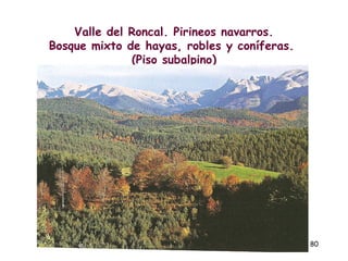 Valle del Roncal. Pirineos navarros.
Bosque mixto de hayas, robles y coníferas.
              (Piso subalpino)




                                             80
 