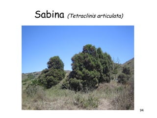 Sabina   (Tetraclinis articulata)




                                    94
 