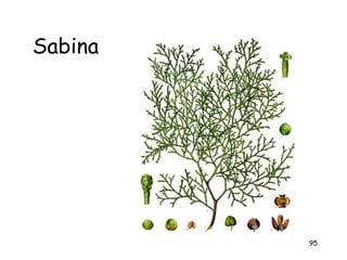 Sabina




         95
 