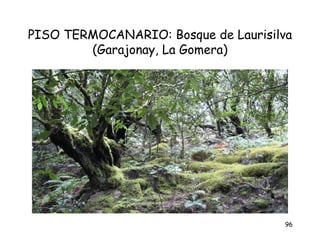 PISO TERMOCANARIO: Bosque de Laurisilva
        (Garajonay, La Gomera)




                                     96
 