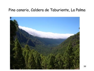 Pino canario, Caldera de Taburiente, La Palma




                                            99
 