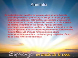 Animalia ,[object Object]