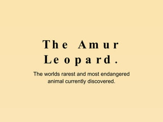 The Amur Leopard. The worlds rarest and most endangered animal currently discovered. 