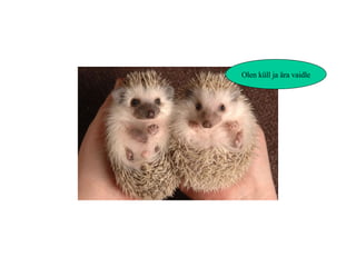 Olen küll ja ära vaidle 