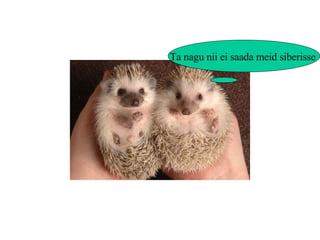 Ta nagu nii ei saada meid siberisse  