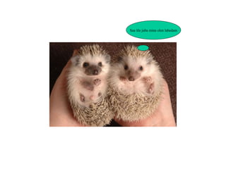 Saa üle juba mina olen lahedam 