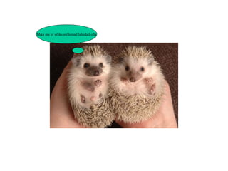 Miks me ei võiks mõlemad lahedad olla 