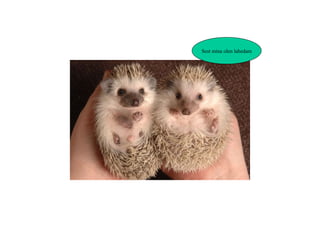 Sest mina olen lahedam 