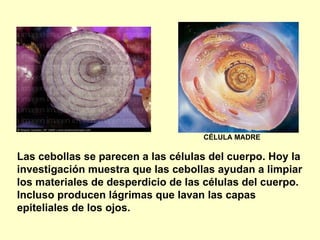 Las cebollas se parecen a las células del cuerpo. Hoy la investigación muestra que las cebollas ayudan a limpiar los materiales de desperdicio de las células del cuerpo. Incluso producen lágrimas que lavan las capas epiteliales de los ojos.  CÉLULA MADRE 