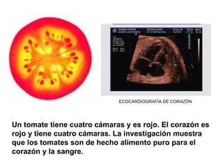Un tomate tiene cuatro cámaras y es rojo. El corazón es rojo y tiene cuatro cámaras. La investigación muestra que los tomates son de hecho alimento puro para el corazón y la sangre. ECOCARDIOGRAFÍA DE CORAZÓN 