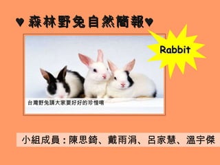 ♥ 森林野兔自然簡報♥ 小組成員 : 陳思錡、戴雨涓、呂家慧、溫宇傑 台灣野兔請大家要好好的珍惜唷 Rabbit 