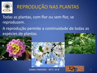 REPRODUÇÃO NAS PLANTAS
Todas as plantas, com flor ou sem flor, se
reproduzem.
A reprodução permite a continuidade de todas as
espécies de plantas.




              DANIEL PINHEIRO - Nº 9 - 6º B       1
 