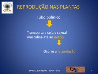 Reprodução nas plantas