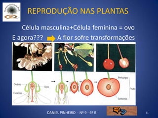 Reprodução nas plantas