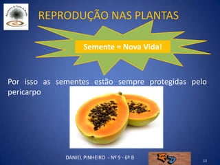 Reprodução nas plantas