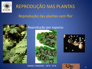 Reprodução nas plantas