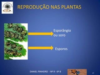 Reprodução nas plantas