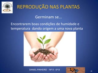 Reprodução nas plantas