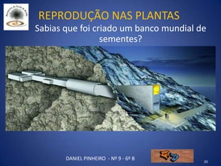 Reprodução nas plantas