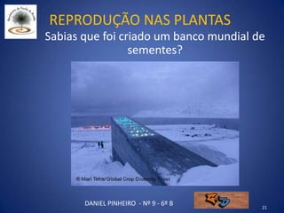 Reprodução nas plantas