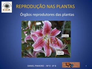 Reprodução nas plantas