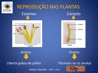 Reprodução nas plantas