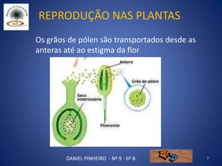 Reprodução nas plantas