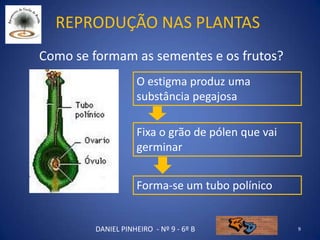Reprodução nas plantas
