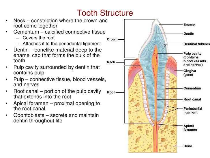 Tooth Histology Labeled Drawing
