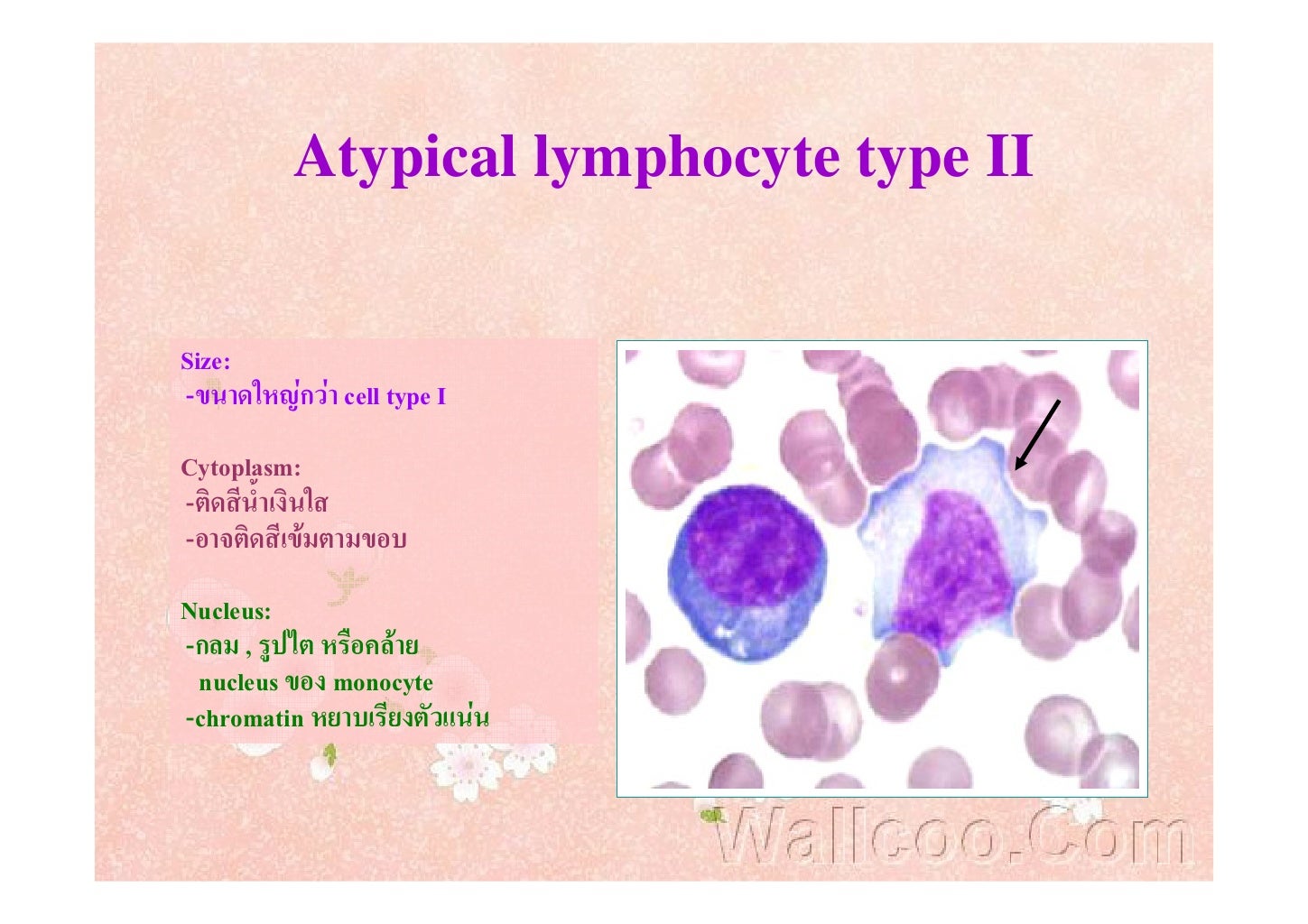 Reactive lymphocytes vs monocytes