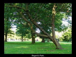 Regent’s Park. 