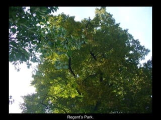 Regent’s Park. 