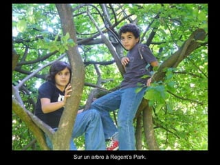 Sur un arbre à Regent’s Park. 