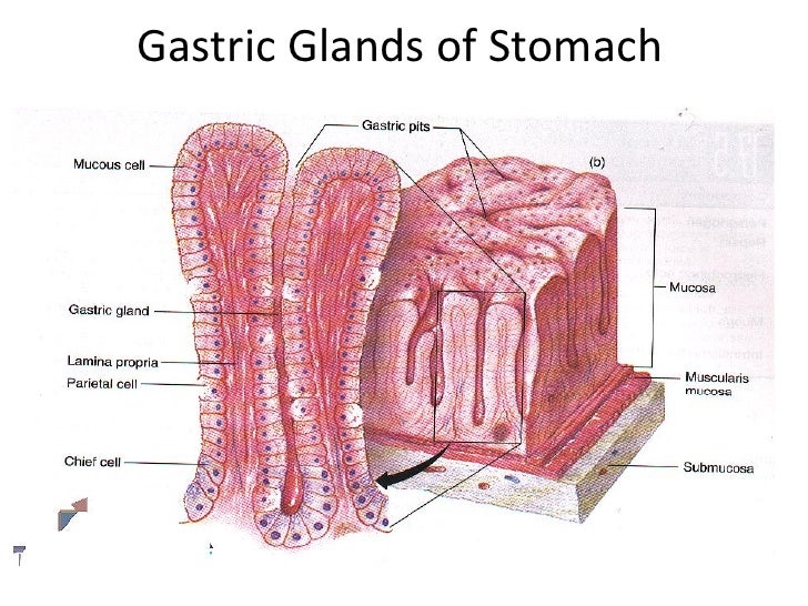 C:\Documents And Settings\User\Desktop\Stomach Histology