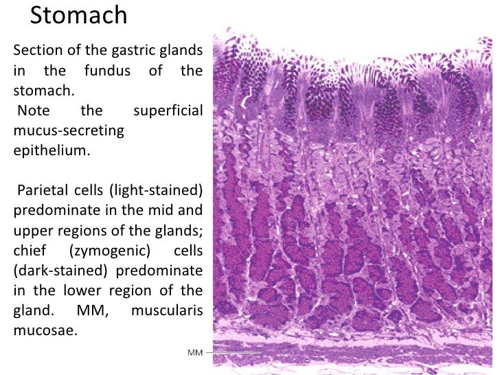 Image result for stomach histology