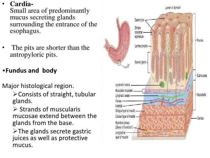 C:\Documents And Settings\User\Desktop\Stomach Histology