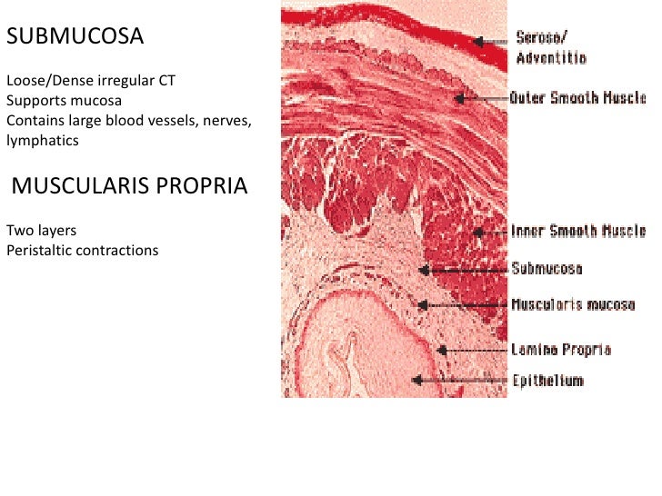 C:\Documents And Settings\User\Desktop\Stomach Histology