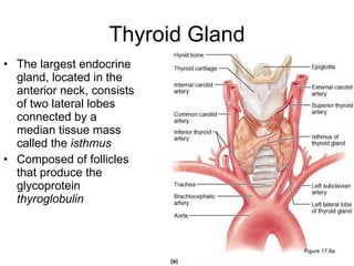 Thyroid Gland ,[object Object],[object Object],Figure 17.8a 