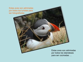 Estas aves son admiradas por todos los turistas para ser fotografiadas … Estas aves son admiradas por todos los islandeses...