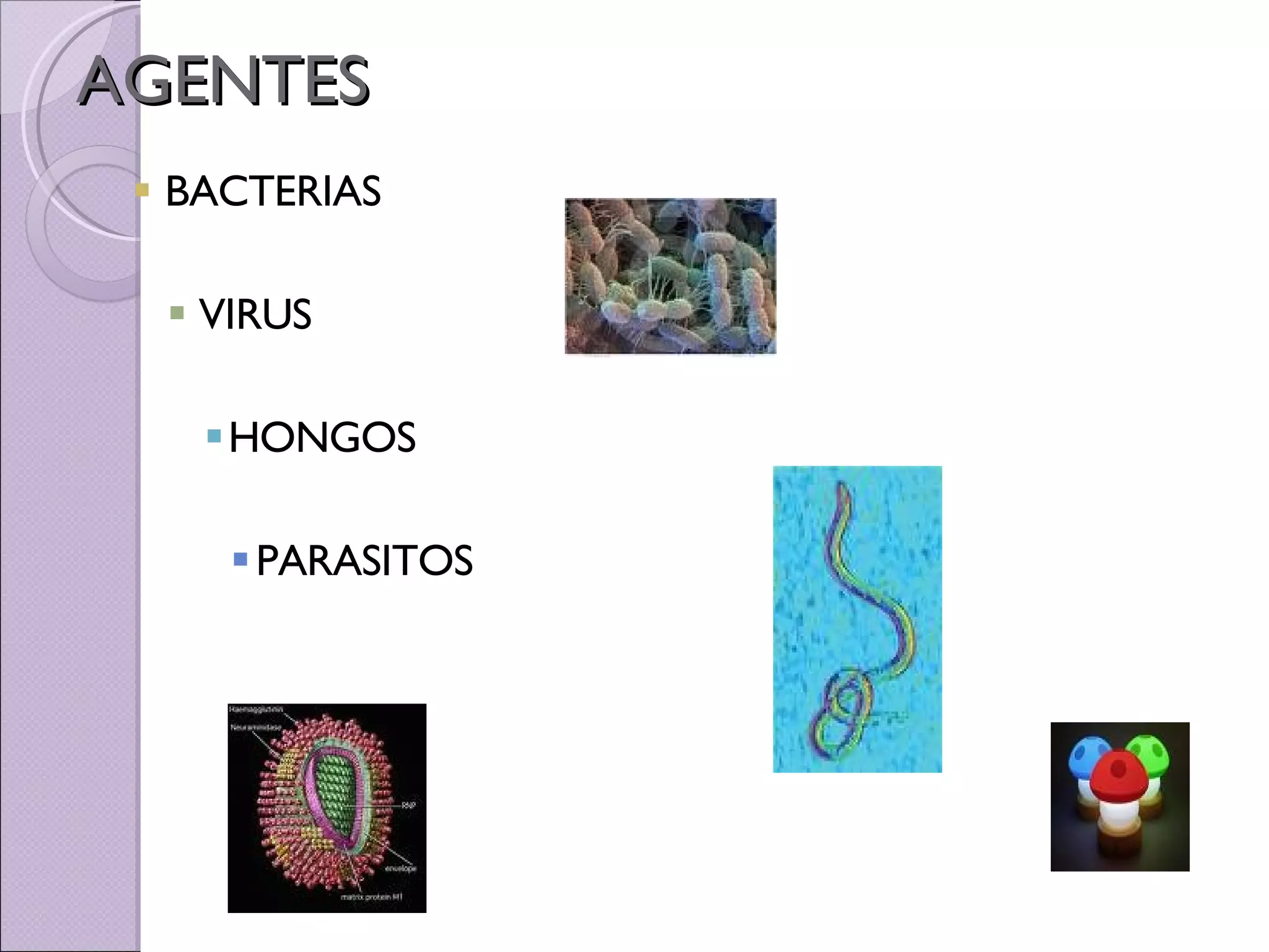 AGENTES BACTERIAS VIRUS HONGOS PARASITOS 