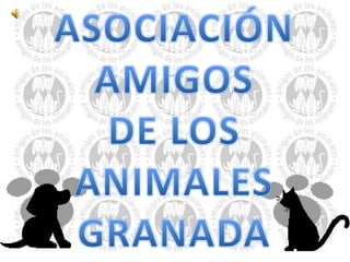 ASOCIACIÓN AMIGOS DE LOS ANIMALES GRANADA 