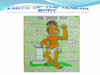 PARTS OF THE HUMAN BODY