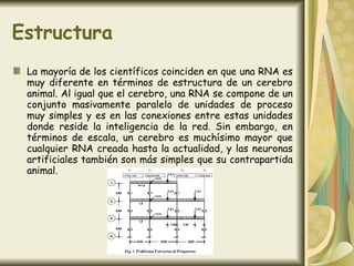 Estructura La mayoría de los científicos coinciden en que una RNA es muy diferente en términos de estructura de un cerebro animal. Al igual que el cerebro, una RNA se compone de un conjunto masivamente paralelo de unidades de proceso muy simples y es en las conexiones entre estas unidades donde reside la inteligencia de la red. Sin embargo, en términos de escala, un cerebro es muchísimo mayor que cualquier RNA creada hasta la actualidad, y las neuronas artificiales también son más simples que su contrapartida animal. 
