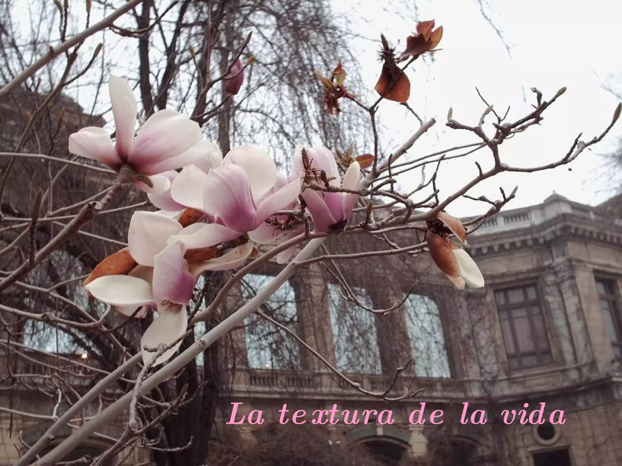 La textura de la vida