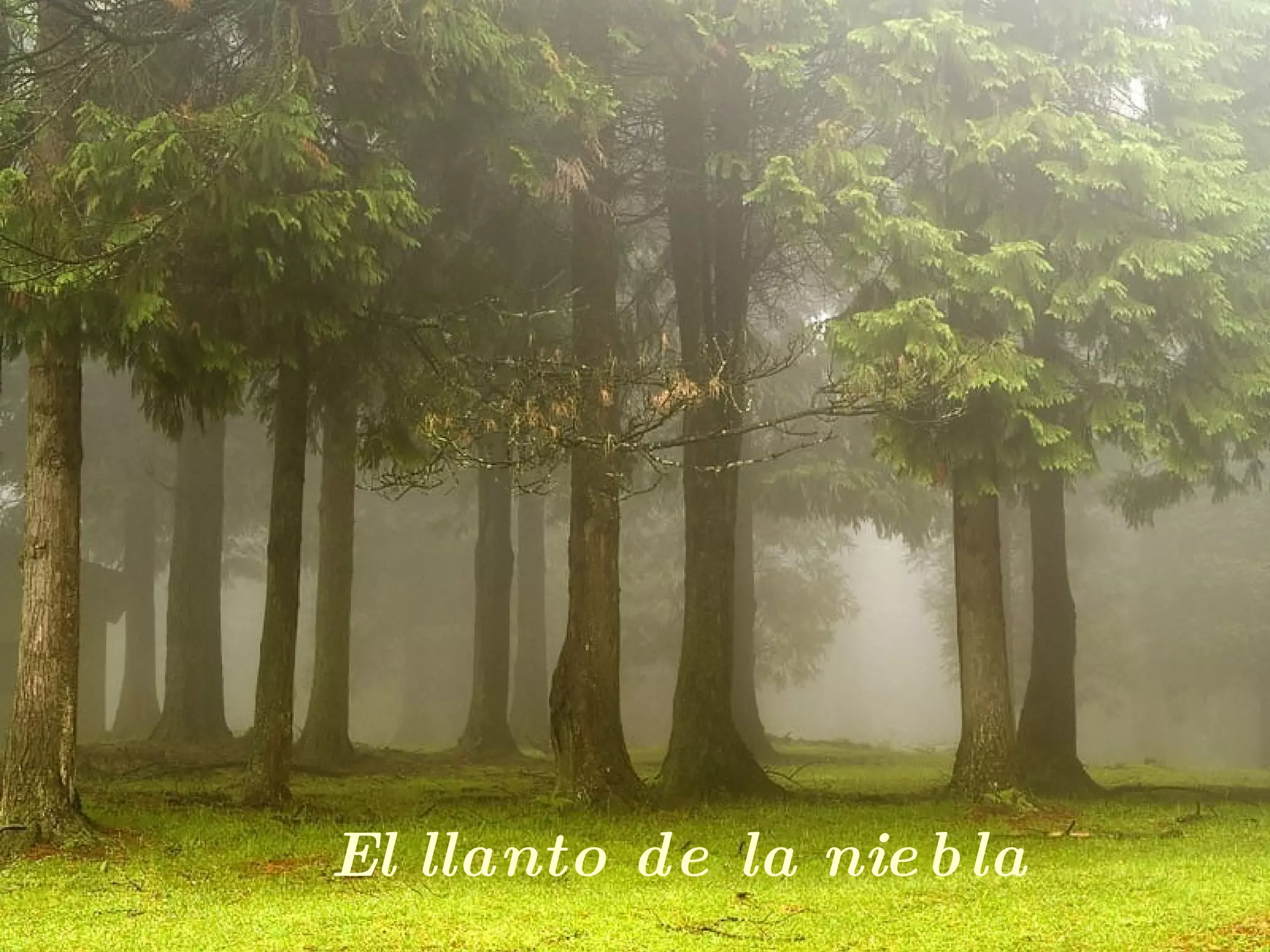El llanto de la niebla