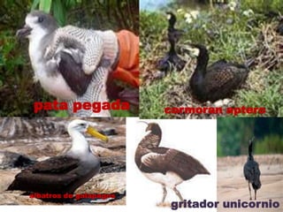 patapegada<br />pata pegada<br />cormoran aptero<br />albatros de galapagos<br />gritadorunicornio<br />