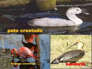 pato crestudobanduriaflamingo americano