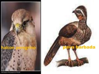 halcon peregrinopava barbada