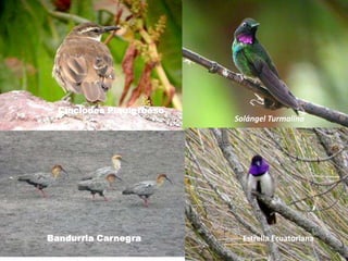 CinclodesPiquigruesoCinclodes PiquigruesoSolángel TurmalinaBandurria CarnegraEstrella Ecuatoriana